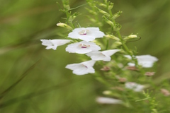 Sopubia delphiniifolia